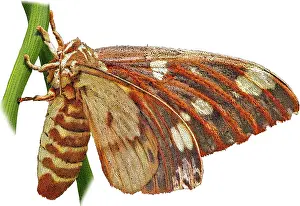 Devil Prints: Regal Moth, Citheronia regalis, Illustration