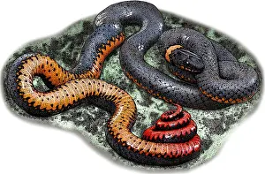 Colubridae Prints: Regal Ringneck Snake, Illustration