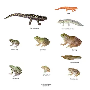 Label Prints: Relative Amphibian Sizes