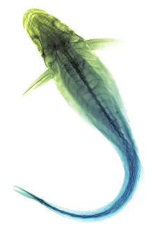 Fish Prints: Remora Fish, X-ray