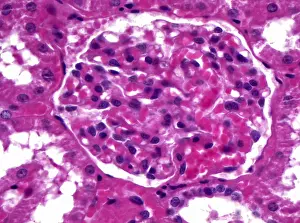 Micrograph Prints: Renal Corpuscle, light micrograph