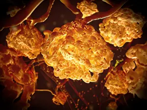 Blood Prints: Renal corpuscles filtering the blood in the kidney