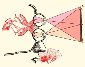 Senses Prints: Rene Descartes, Vision and Perception