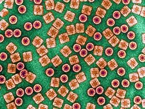 Non Human Prints: Respiratory Protein, Hemocyanin, TEM