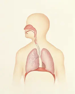 2003 Prints: Respiratory tract