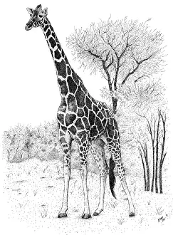 Reticulated Prints: Reticualted Giraffe
