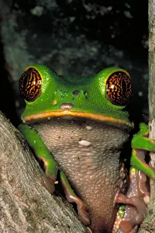 Blooded Prints: Reticulate eye monkey frog