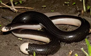 Reticulatus Prints: Reticulate Worm Snake