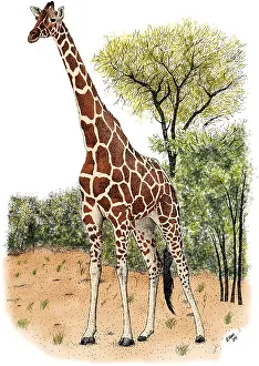 Reticulated Prints: Reticulated Giraffe