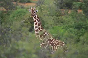 Herbivore Prints: Reticulated Giraffe