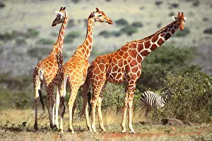 Beauty Prints: Reticulated Giraffe and Zebra