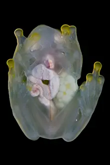 Reticulated Prints: Reticulated Glass Frog