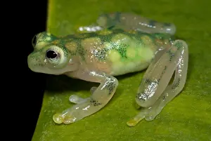 Reticulated Prints: Reticulated Glass Frog