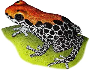 Dart Prints: Reticulated Poison Dart Frog
