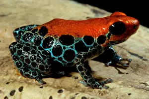 Reticulated Poison Frog