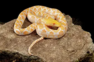 Rock Prints: Reticulated Python (Albino Morph)