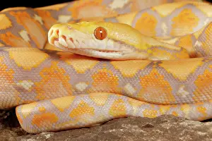 Rock Prints: Reticulated Python (Lavender Morph)