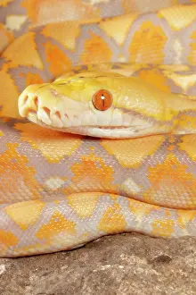 Snake Prints: Reticulated Python (Lavender Morph)