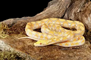 Rock Prints: Reticulated Python (Lavender Morph)