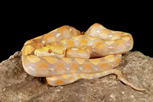 Many Science & Medical Prints: Reticulated Python (Lavender Morph)