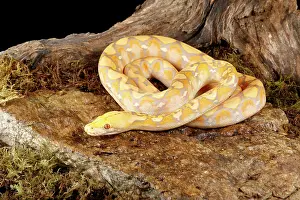 Morph Prints: Reticulated Python (Lavender Morph) in front tree stump 3