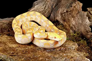 Rock Prints: Reticulated Python (Lavender Morph) in front tree stump