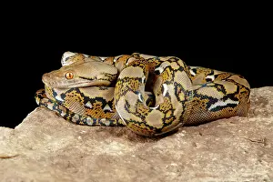 Rock Prints: Reticulated Python on Rock