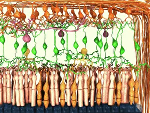 Many Science & Medical Prints: Retina cell layers, artwork