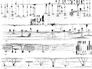 Best Sellers Part II Prints: Retinal Nerve Structure, Ramon y Cajal, 1923