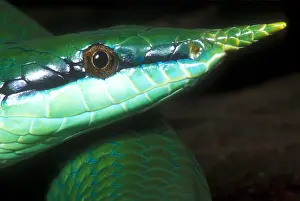 Rats Prints: Rhino Rat Snake