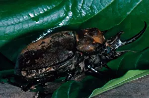Insect Prints: Rhinoceros Beetle