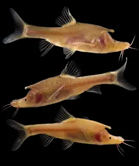 China Prints: Rhinoceros Golden-line Barbel (Sinocyclocheilus rhinocerous)