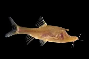 Freshwater Prints: Rhinoceros Golden-line Barbel (Sinocyclocheilus rhinocerous)