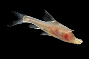 Freshwater Prints: Rhinoceros Golden-line Barbel (Sinocyclocheilus rhinocerous)