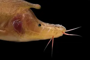 Freshwater Prints: Rhinoceros Golden-line Barbel (Sinocyclocheilus rhinocerous)