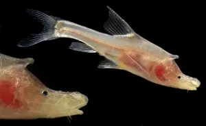 Freshwater Prints: Rhinoceros Golden-line Barbel (Sinocyclocheilus rhinocerous)