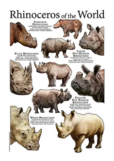 Rhino Prints: Rhinoceros of the World
