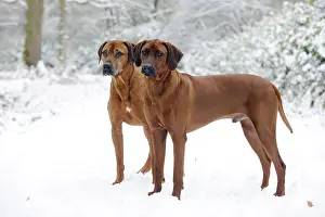 : Rhodesian Ridgebacks in Snow