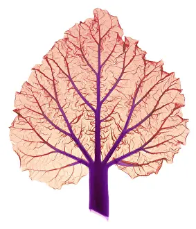 Mixed Science Images Prints: Rhubarb Leaf, Rheum sp. X-ray
