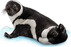 Seal Prints: Ribbon Seal