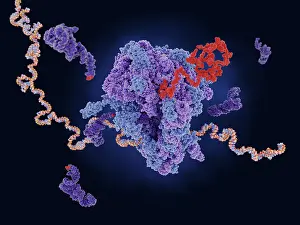 Genetics Prints: Ribosome translating mRNA into a polypeptide chain