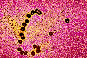 Ribosomes Prints: Ribosomes translating RNA strand