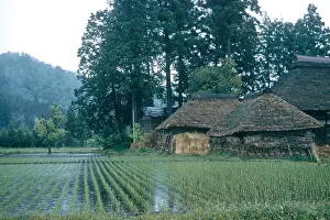 Travel Prints: Rice Farm, Japan