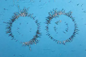 Force Prints: RIng Magnets with Iron Filings