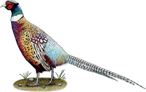 Flightless Prints: Ring-Necked Pheasant