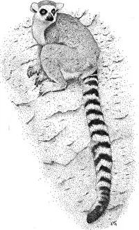 Ring Prints: Ring Tailed Lemur