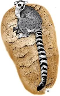 Ring Prints: Ring Tailed Lemur