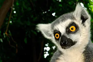 Breeding Prints: Ring-tailed lemur