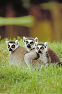 Nature, History, Science Prints: Ring tailed Lemur