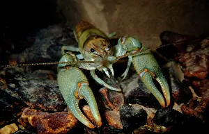Eggs Prints: Ringed Crayfish, Orconectes neglectus